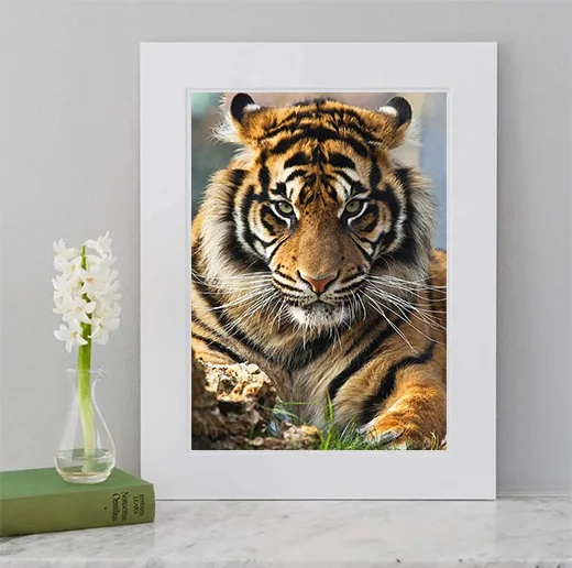 The gaze of a tiger paint by numbers with frame diy digital painting by numbers painting by numbers for animal