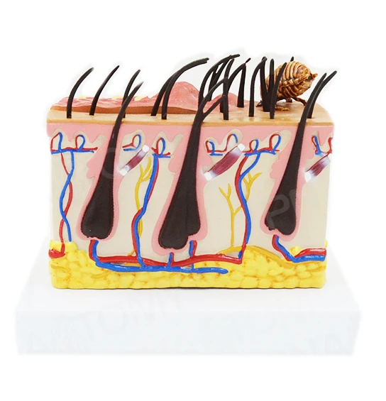 Gelsonlab HSBM-396 Canine Professional Medical Dog Skin Diseased Model for Veterinary