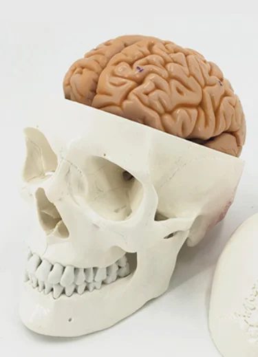 adult 1:1Medical simulation pure white Human skull model Skull anatomy Skeleton specimen with brain and spine