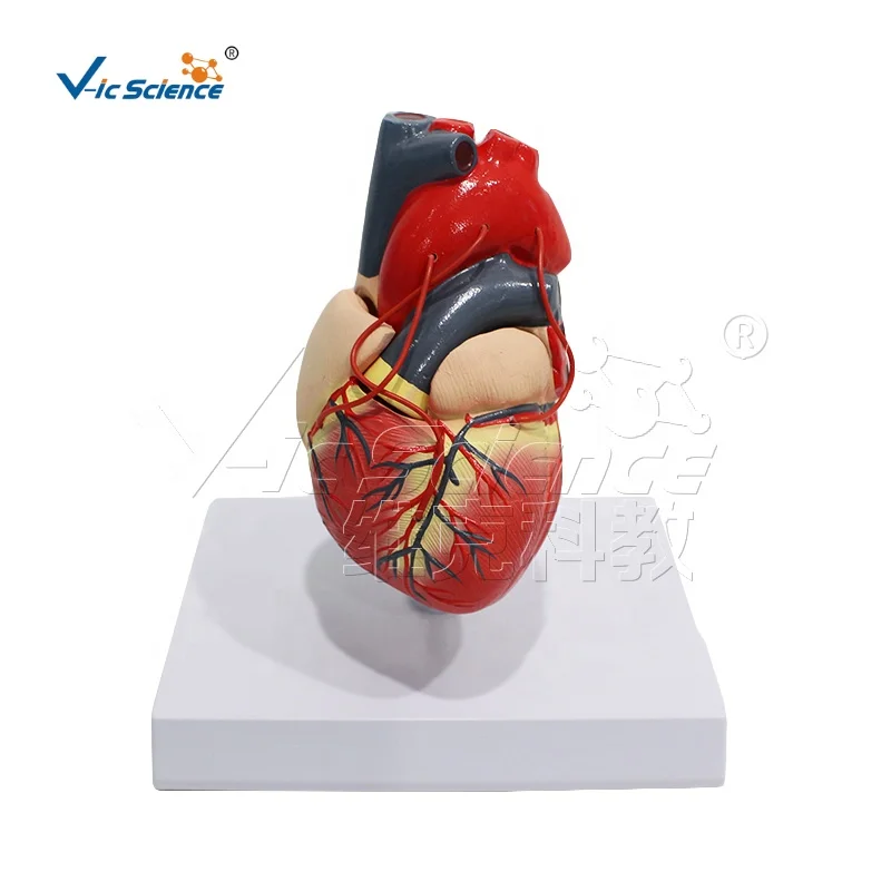 A heart bypass model 4d anatomical assembly model of human organs anatomical human model
