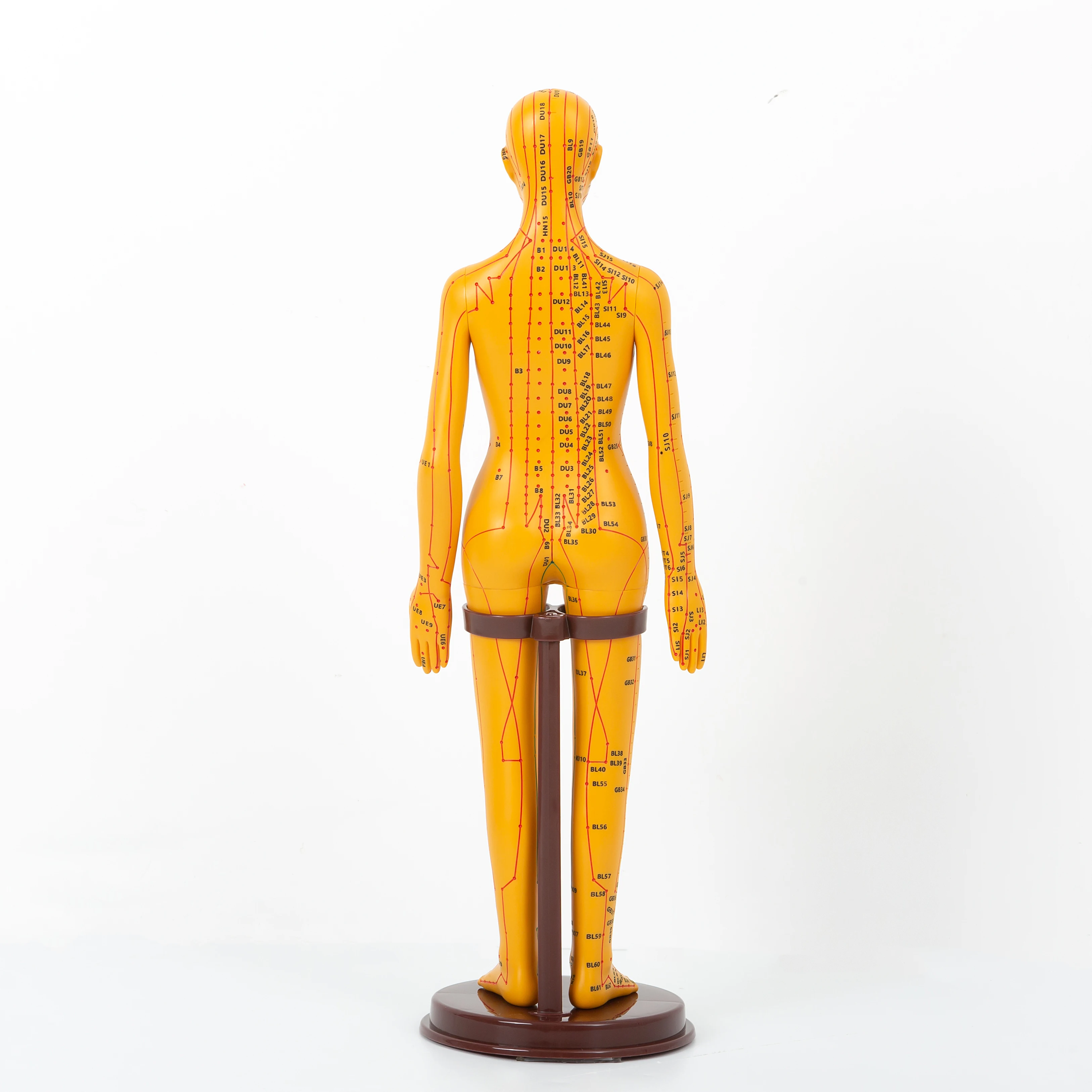 English identification Chinese Acupuncture Model Human Acupoint Acupuncture Model Body Point English  52cm Acupuncture Model