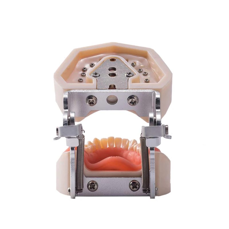 Dental Practice Model Life Size Human Teeth Model Dental Orthodontic Model