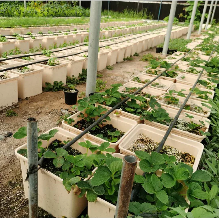 Plastic Hydroponic Grow Pot Tomatoes Dutch Bucket Planting System