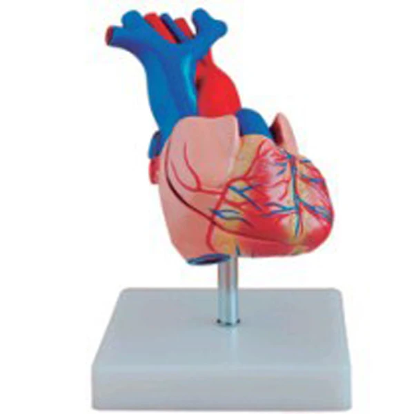 BIX-A1068 natural size heart anatomical models medical science  training simulator for teaching student