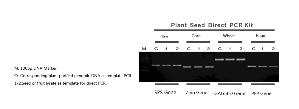 plant seed direct PCR-.png