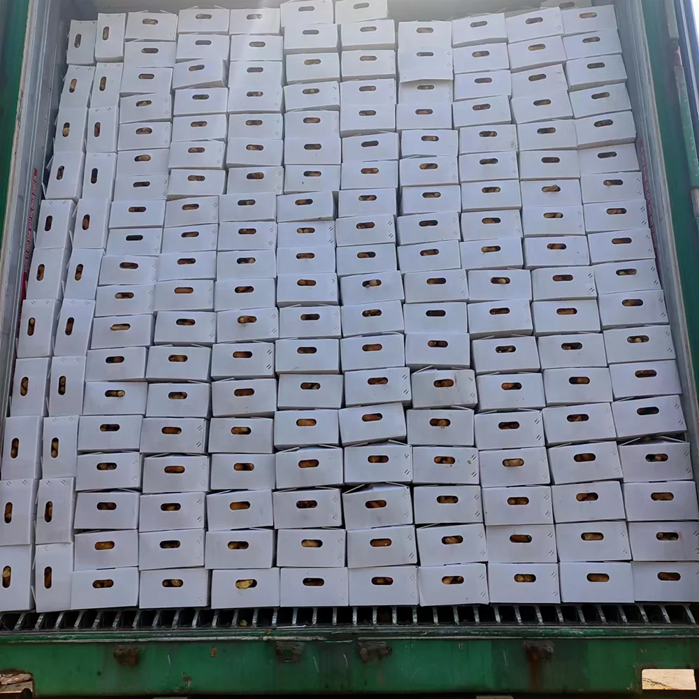 onion not onion seeds and onion red with best price for export