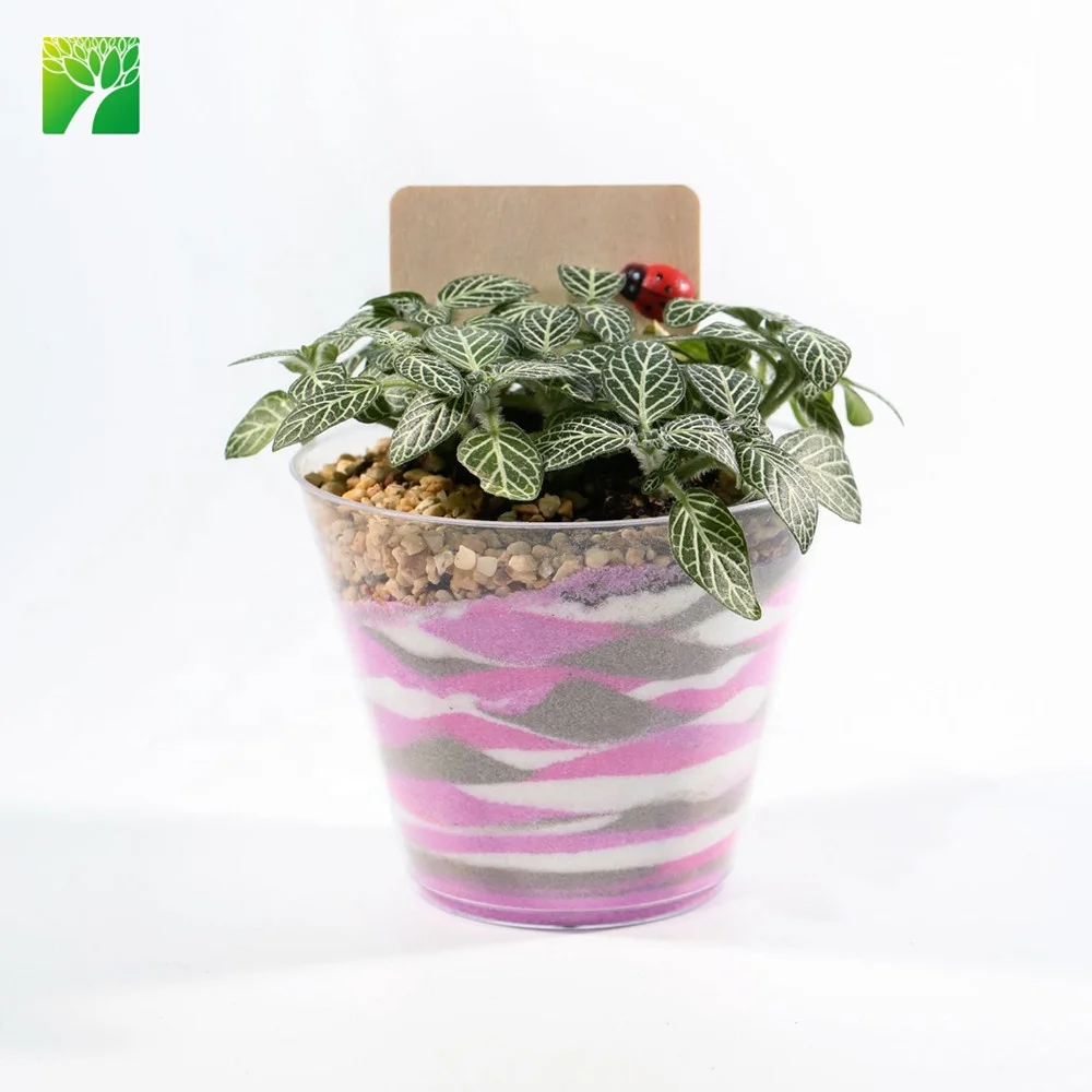 Набор горшков ручной работы «сделай сам» из песка, живой натуральный стол, растения бонсай