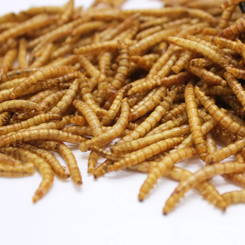 Pet Food Raw Material Bird Food Dried Mealworms in Bulk for Fish Bird Hamster