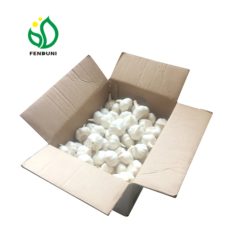 Chinese exporter fresh garlic 5.0cm pure white/normal white garlic in bulk carton 10kg