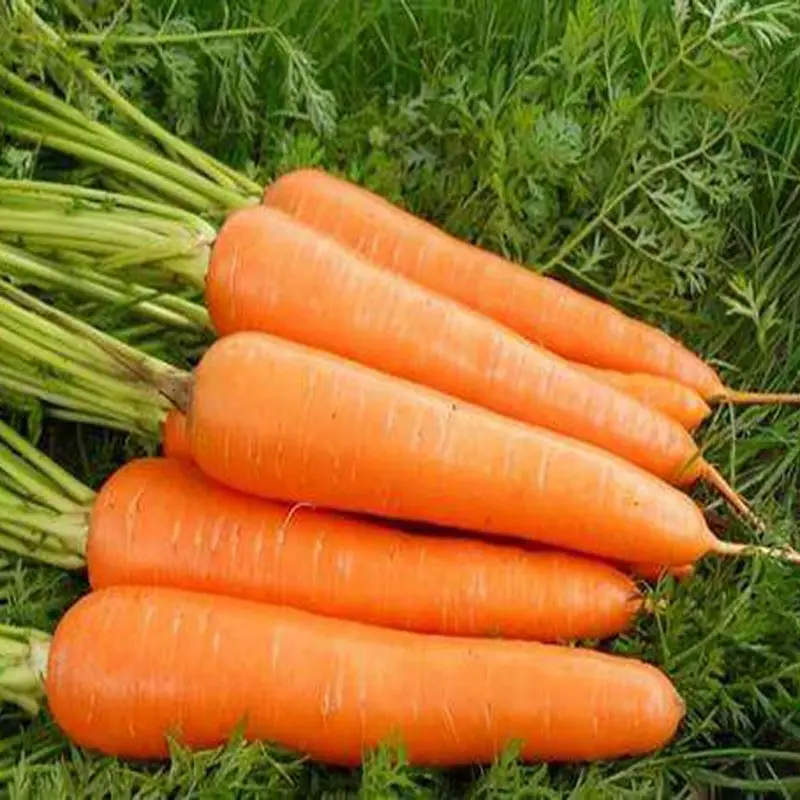 Cheap Price Wholesale Carrots Hybrid Seed Carrot Seeds For Planting