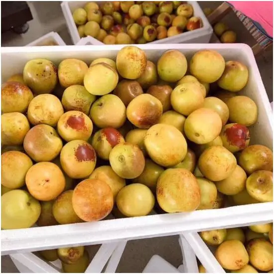 
Big size sweet juicy winter jujube wholesale price 
