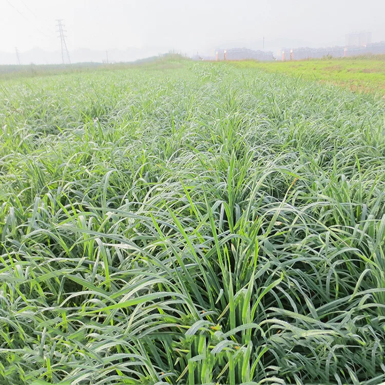 
High Nutrition Pasture Grass Seed Cocksfoot Grass Seeds For Feed 