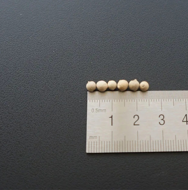 
Hot Peppers White AD Chilli & Pepper Single Herbs & Spices Dried with Low Price Fried Round 