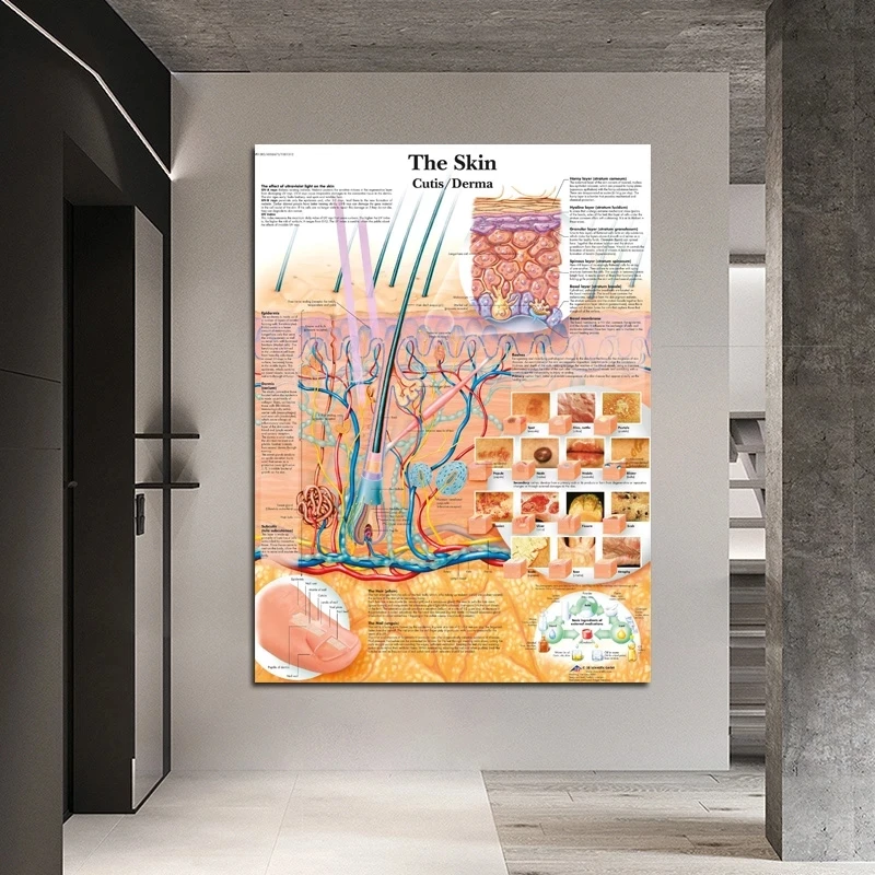 Anatomy dissection skin anatomical chart posters muscle system canvas print wall painting for medical education decor