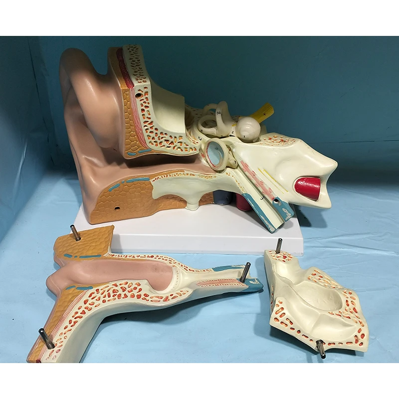 Anatomical model of human bones Enlarge the ear anatomical model by 5 times