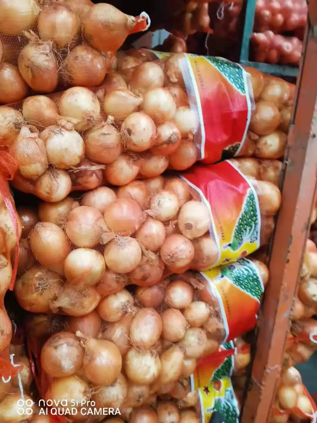 New crop fresh onion very good quality export to Nertherlands