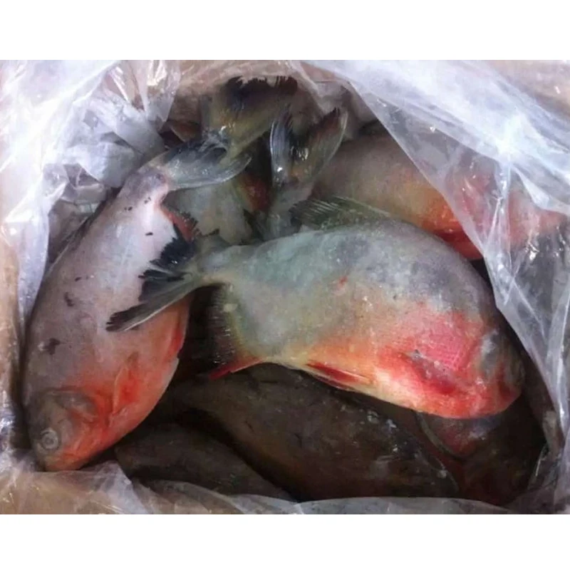 China export low price wholesale frozen red pacu fish frozen red pomfret