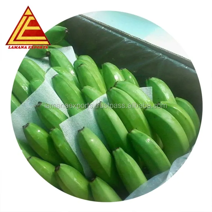 
Fresh Cavendish banana- India for Export Vietnam Malaysia Singapore 