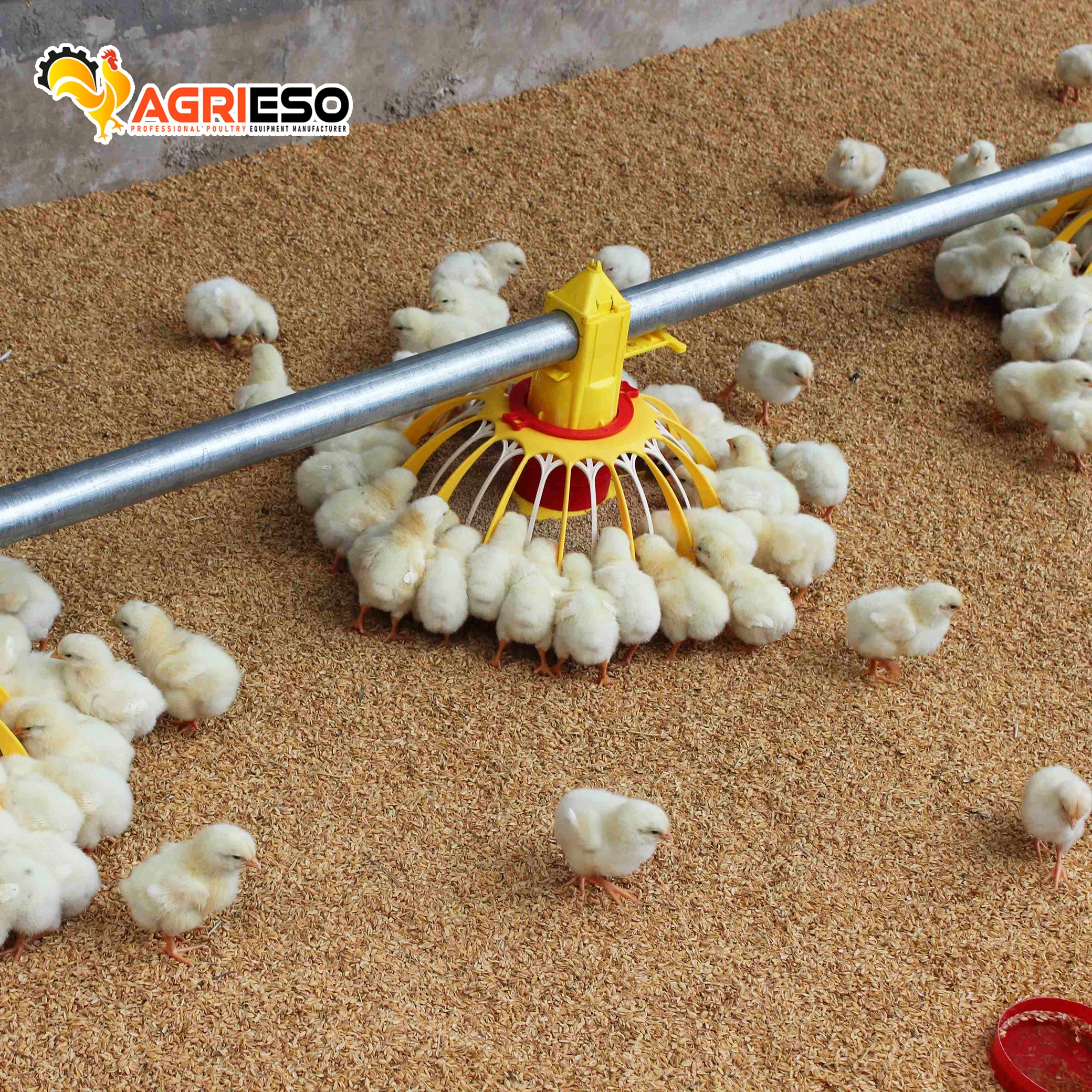 Chicken Farm House Automatic Pan Feeder Line Poultry Farming Automatic Feeder Drinking Nipple for Chicken AgriTwin Pan System