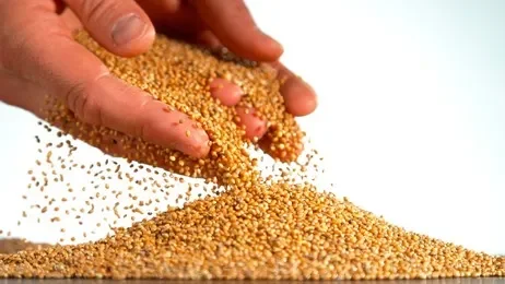 High Quality Organic Panicum Miliaceum Seed Extract10:1