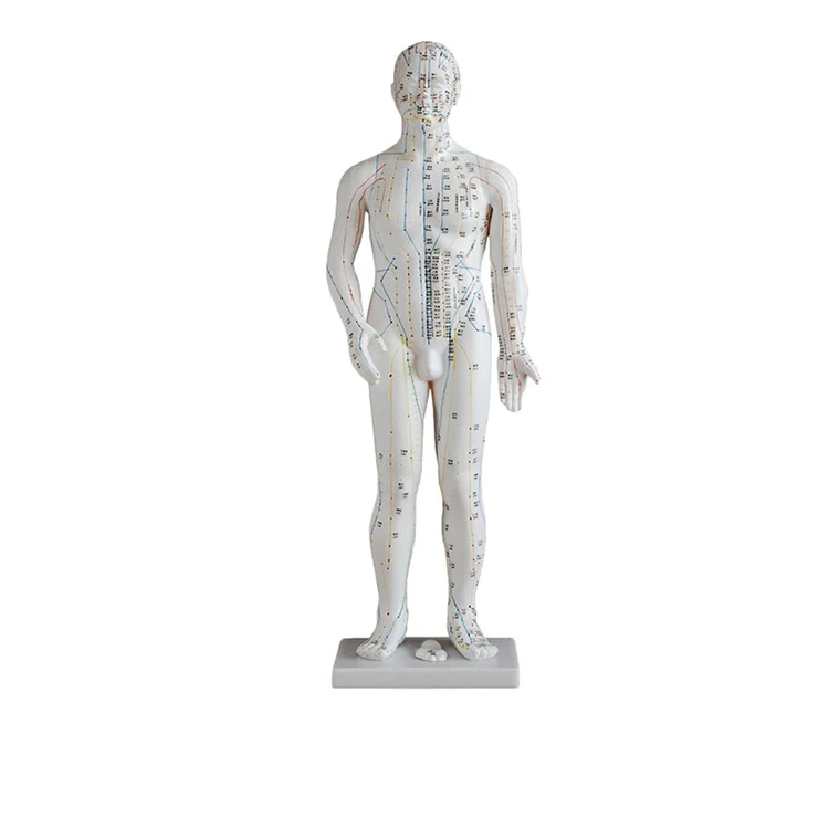 50cm Male Acupuncture Model Acupuncture Human Meridians Model Hot Sale Chinese Eco-friendly Body Medical Device Health Care Ce