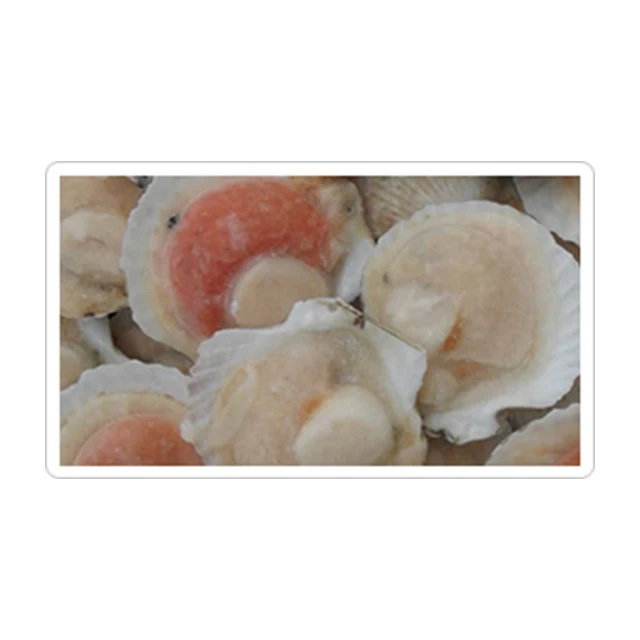 
Tasty Organic half cut Natural Eutrophy Frozen scallops mix seafood fish 