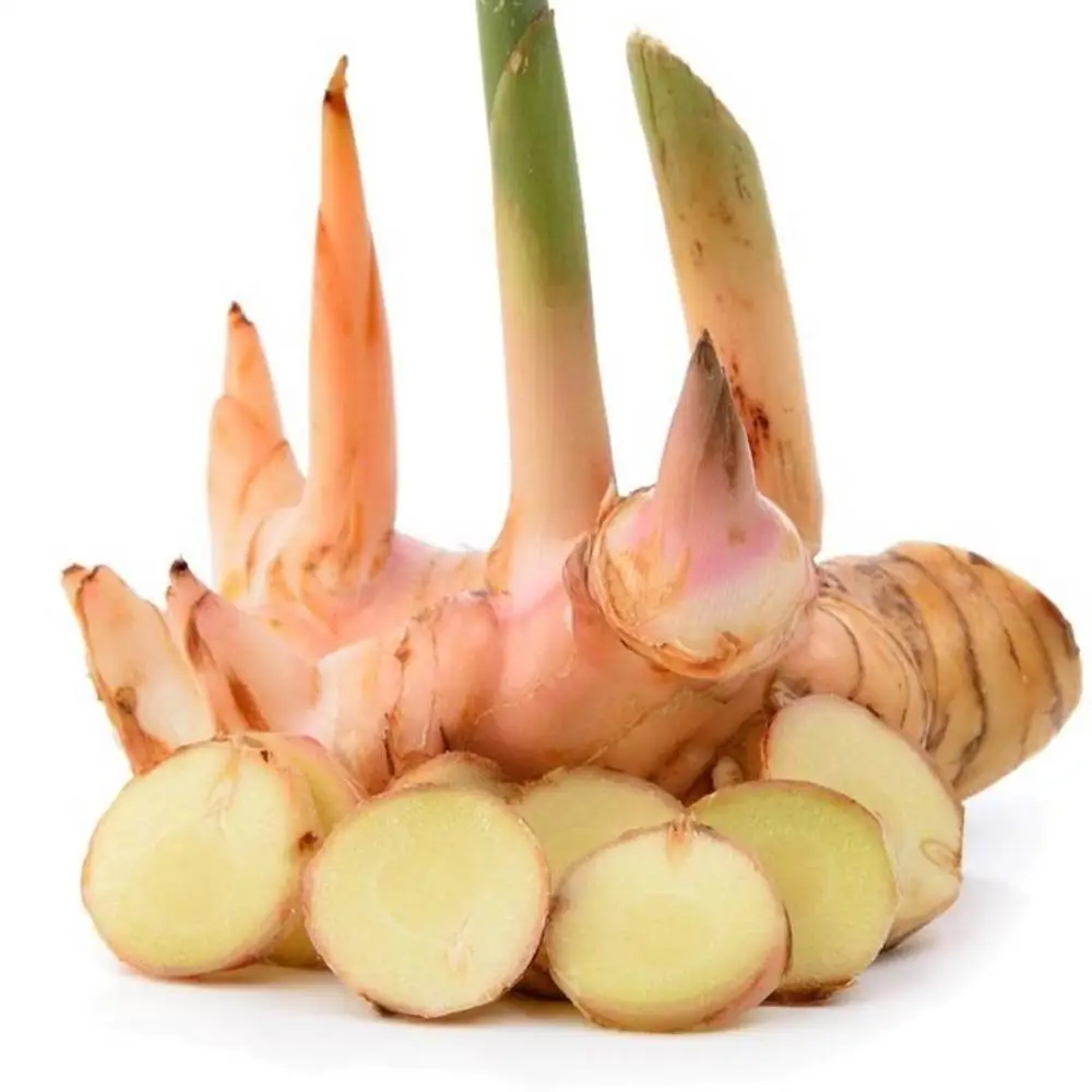 AD Fresh&Dried High Quality Thai Herbal Organic Galangal root Single Herbs & Spices Type and AD Drying Process Young Galangal