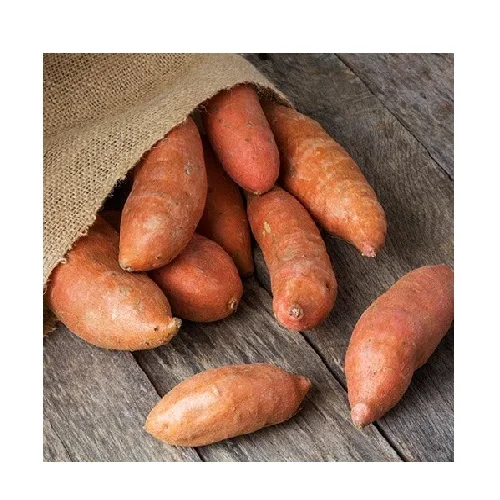 Wholesale High Quality Premium New Season Cheap Price Bulk Organic Fresh Natural Honey Sweet Potato Bulk