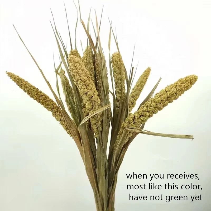 Dried natural Chinese Millet Grain flower, ears of millet, icker, earhead, floral plant