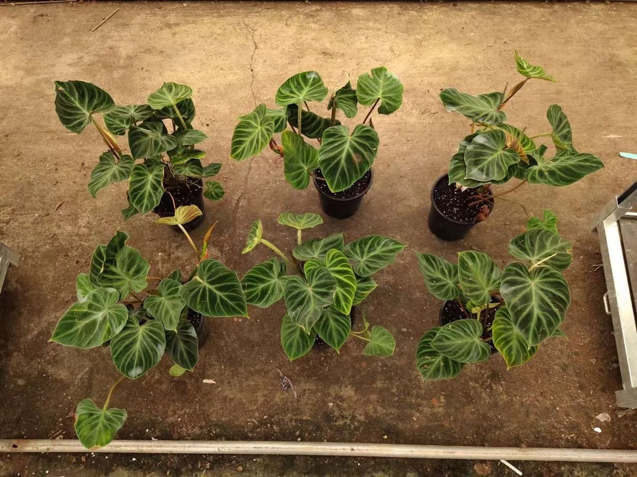 Редкие растения Philodendron Verrucosum редкий