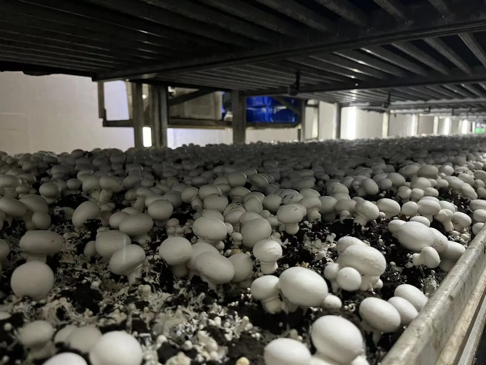 China DETAN white button mushroom spawn with Dutch triple fermentation technique mushroom farm