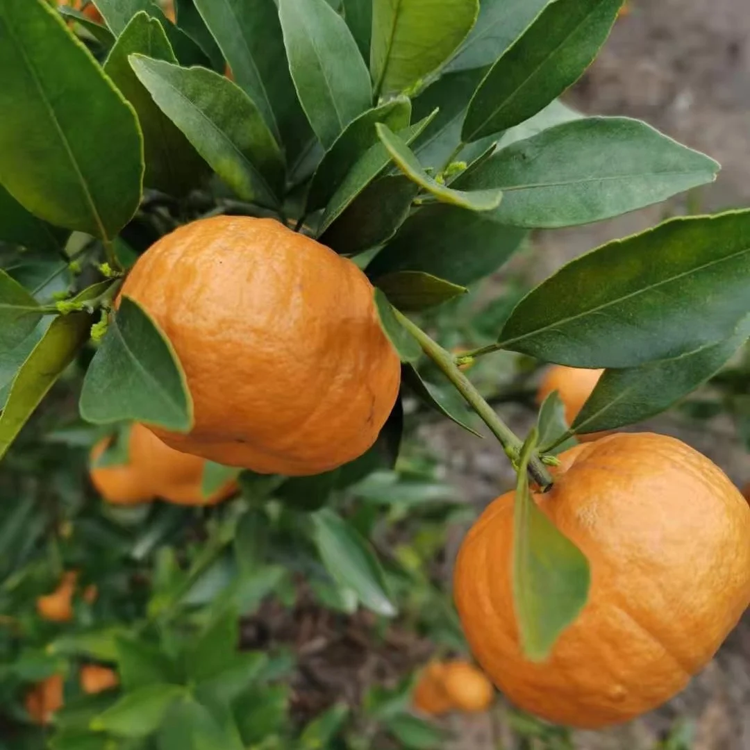 Best Selling Fresh Citrus Fruit Sweet Style Packing Weight Material Normal Raw Temperature Origin Guangxi