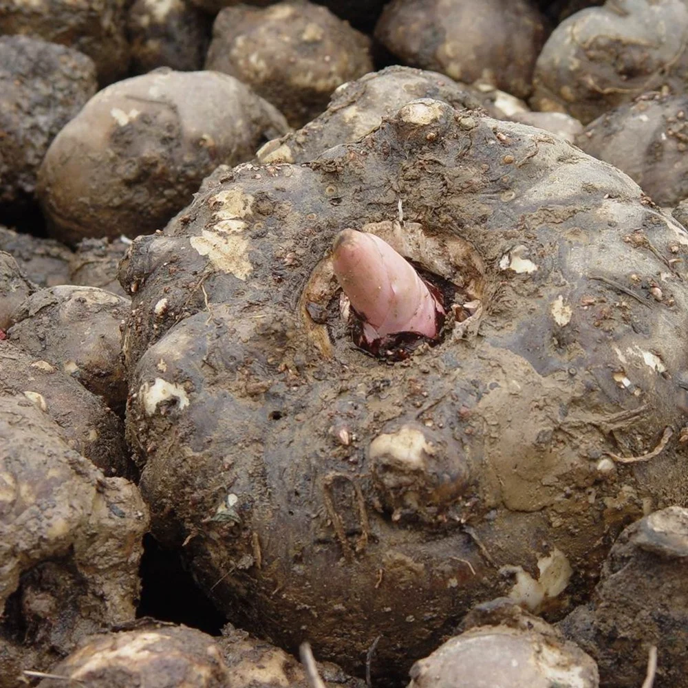 
konjac fine flour for dietary food 