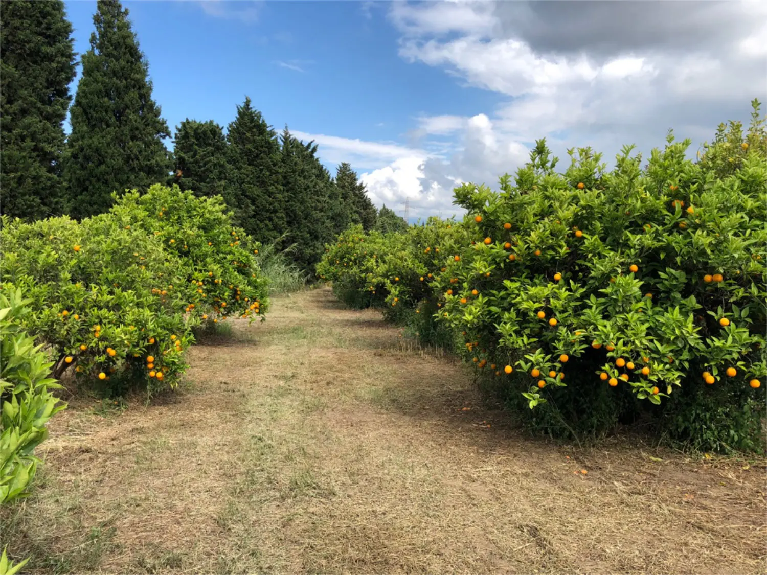 High Quality Fresh Orange Clementine Mandarins and Lemon Try Top Quality for the Best Breakfast