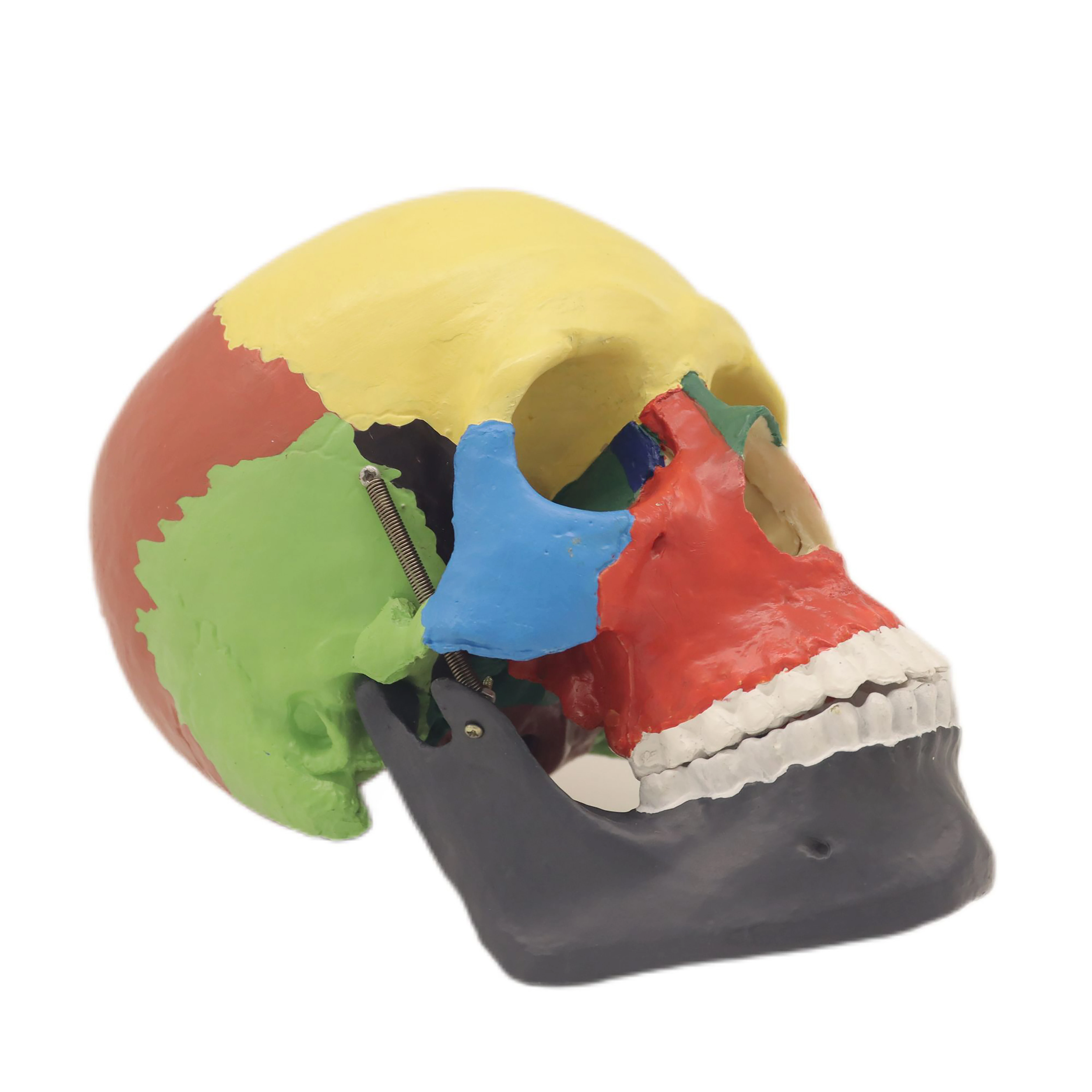 Anatomical Human Teaching Model of Skull Chromatographic Separation 3 Parts with Natural size of pvc