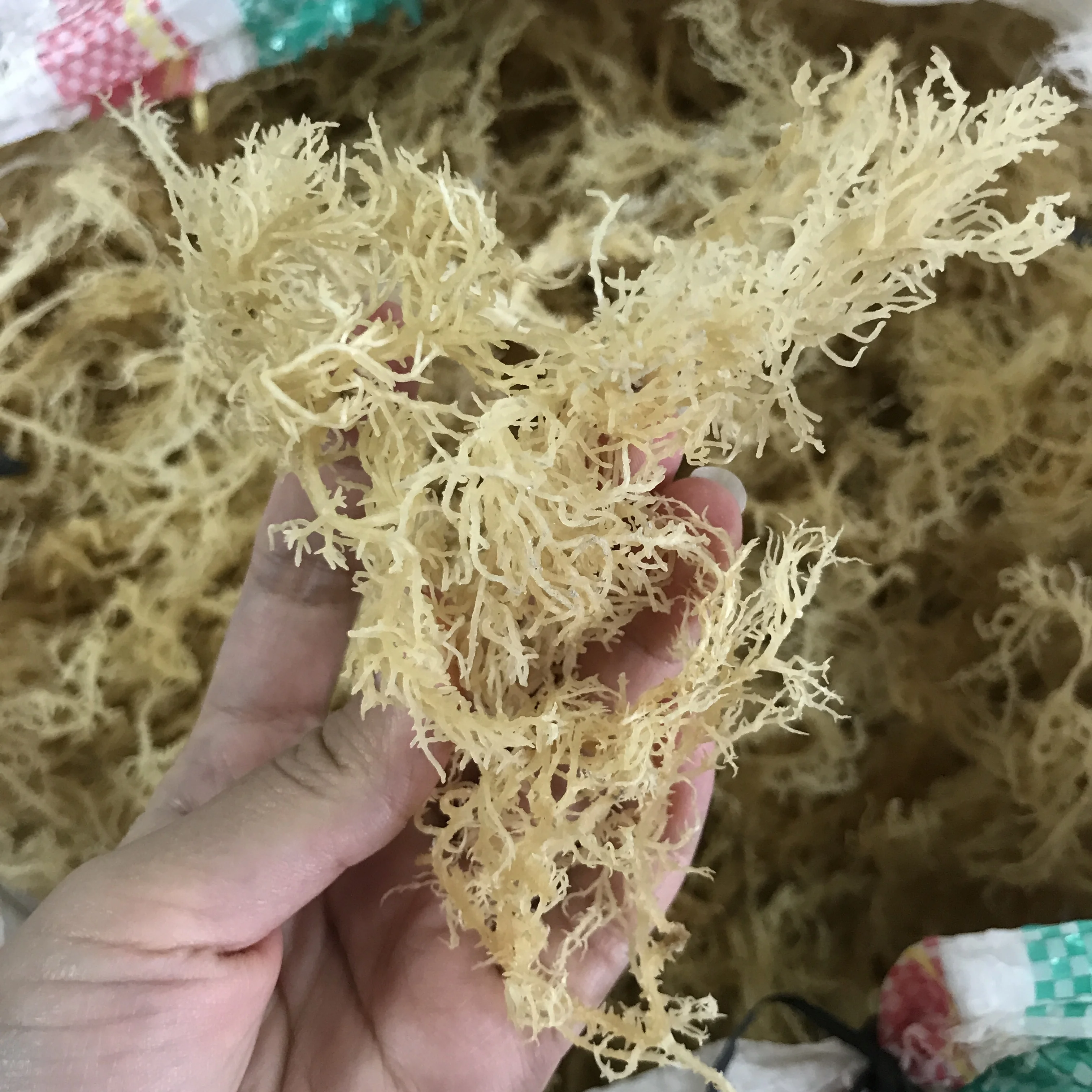 N10 Health natural delicious products dried sea moss for food
