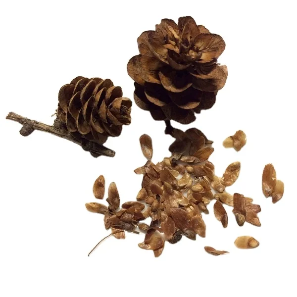 
Hot sale high grade Larix sibirica seeds for growing plants 