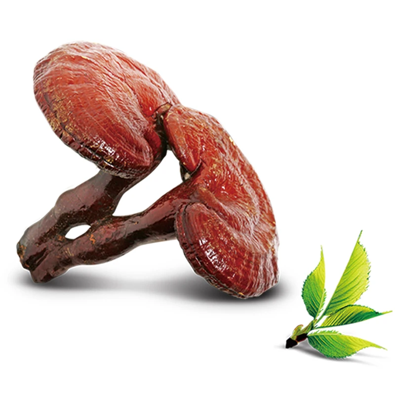 Reishi mushroom extract powder ganoderma lucidum spore extract