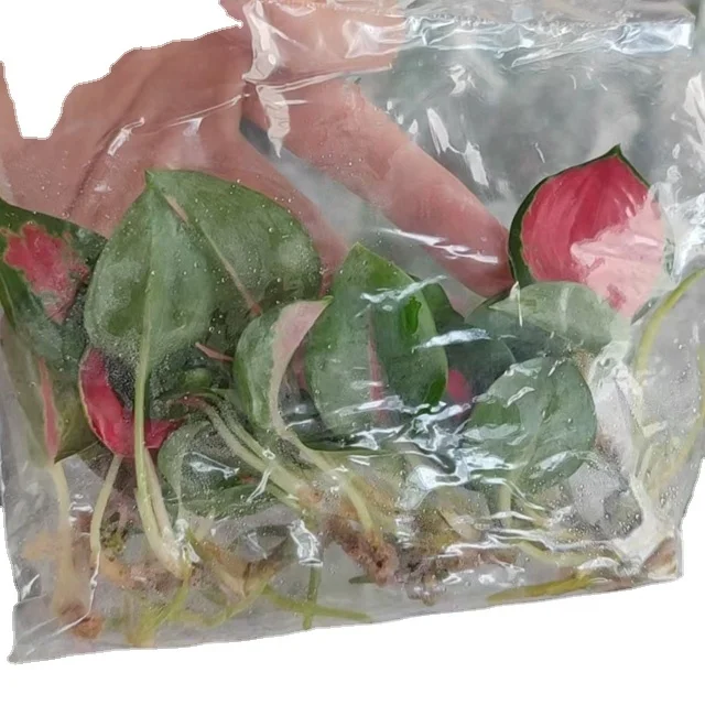 Wholesale factory Tissue culture seedlings aglaonema Dongfang Red South Korea other agricultural product artificial plant