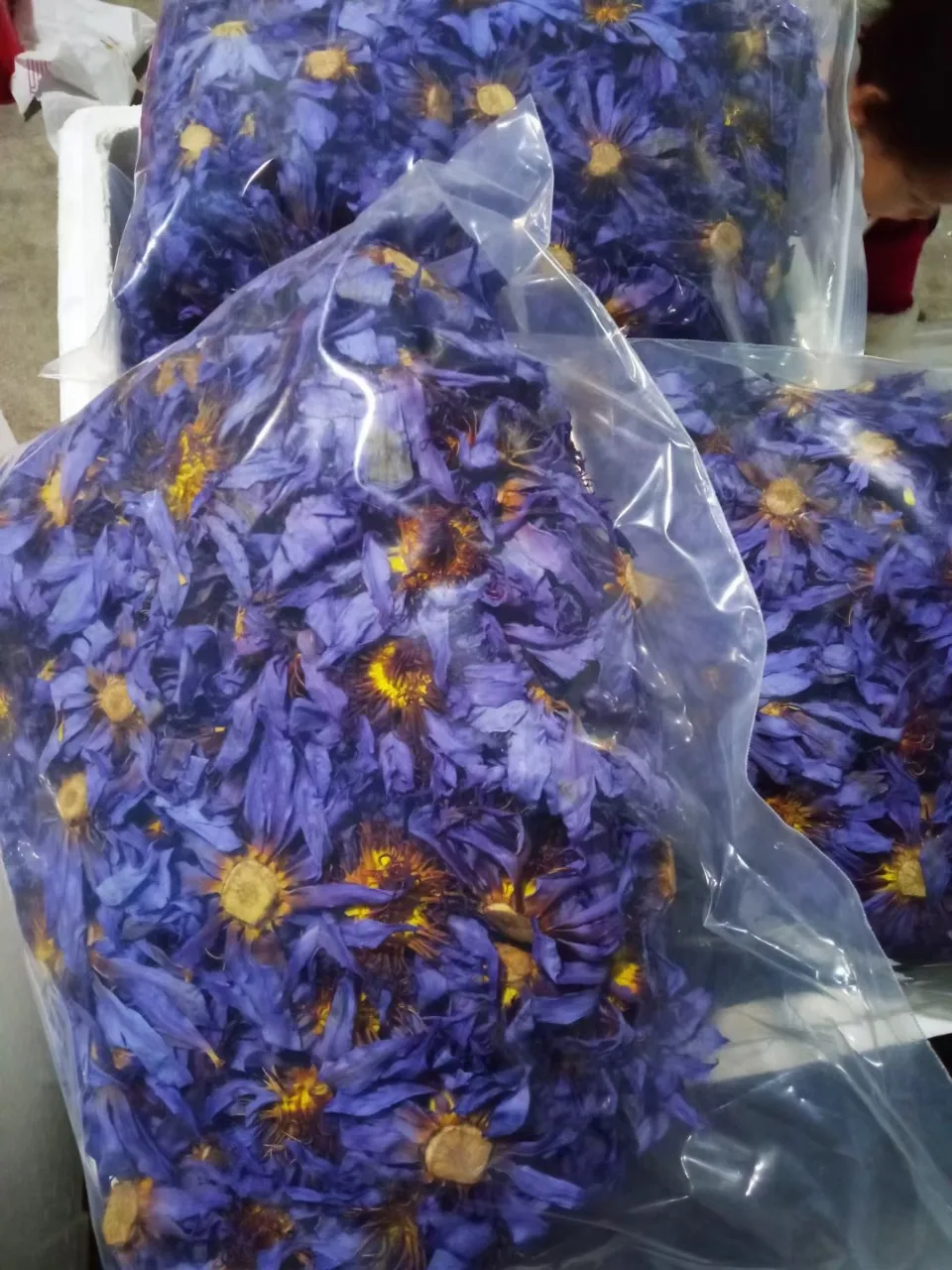 2023 Lan lian hua Best Brand High Quality dried nymphaea caerulea blue lotus