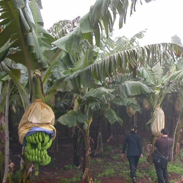 Water proof banana growing bag, banana paper bag for seed germination, banana bag fruit paper bag
