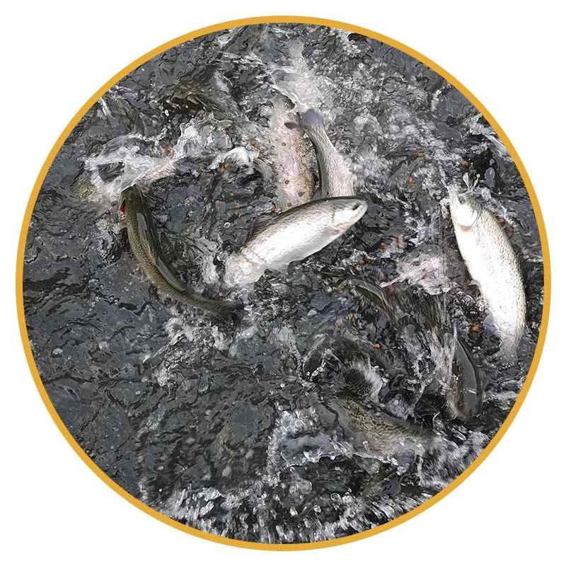 Fish meal fish feed production plant for sale