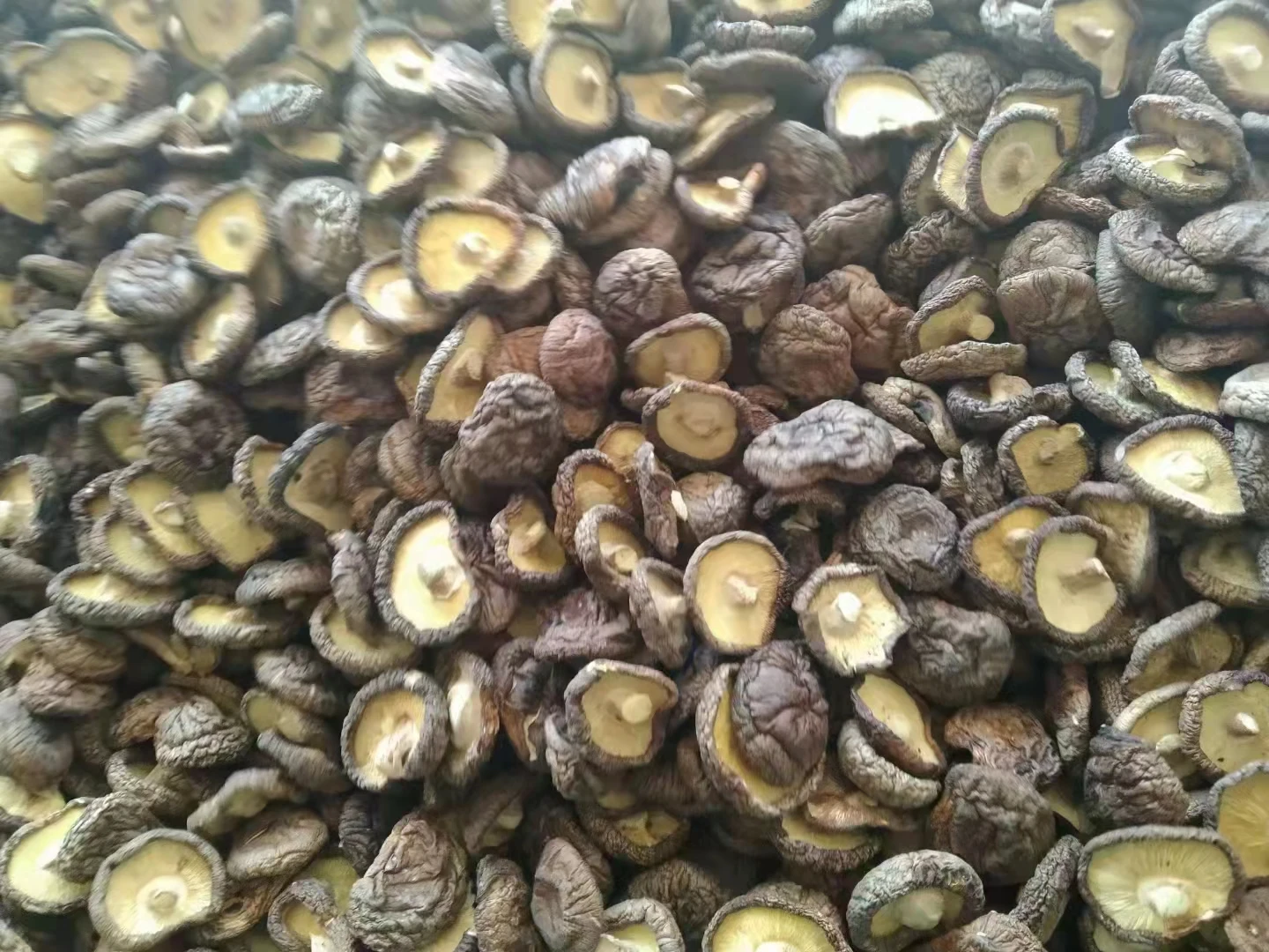 High Quality Shiitake Spawn Biodegradable Mushroom Dried Shiitake Mushroom Slice  Dry Mushrooms