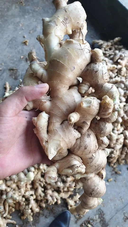 Top Grade Fresh Ground Ginger Roots Vietnam Spices Natural Organic No Mold Wholesale Price