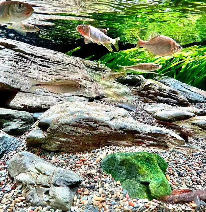 natural river beach pebble and cobble stone gravel stone Fish tank bottom sand for Purifying water quality