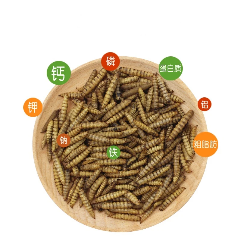 Hamster Food Supplies Black Soldier Fly Larvas as Worm Meal