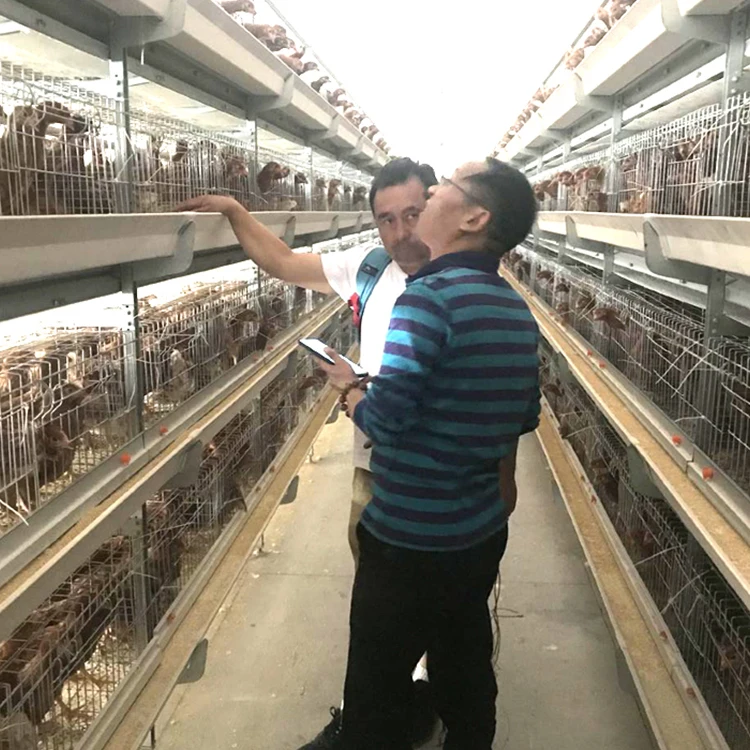 High Quality Poultry Shed Cheap Automatic Layer Cage