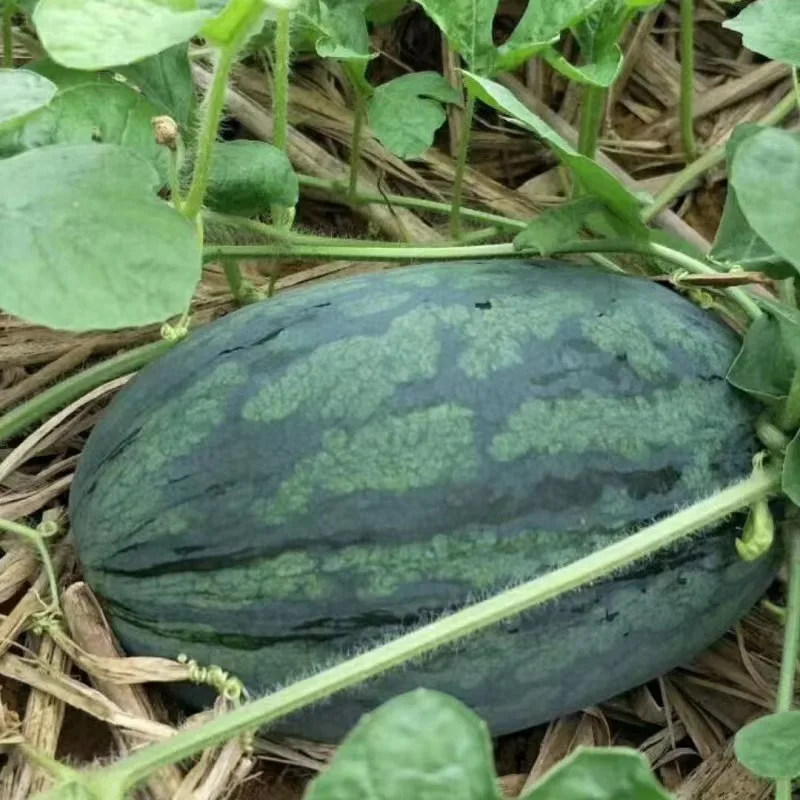 Premium Fresh Watermelon Juicy, crispy and sweet organic fresh watermelon