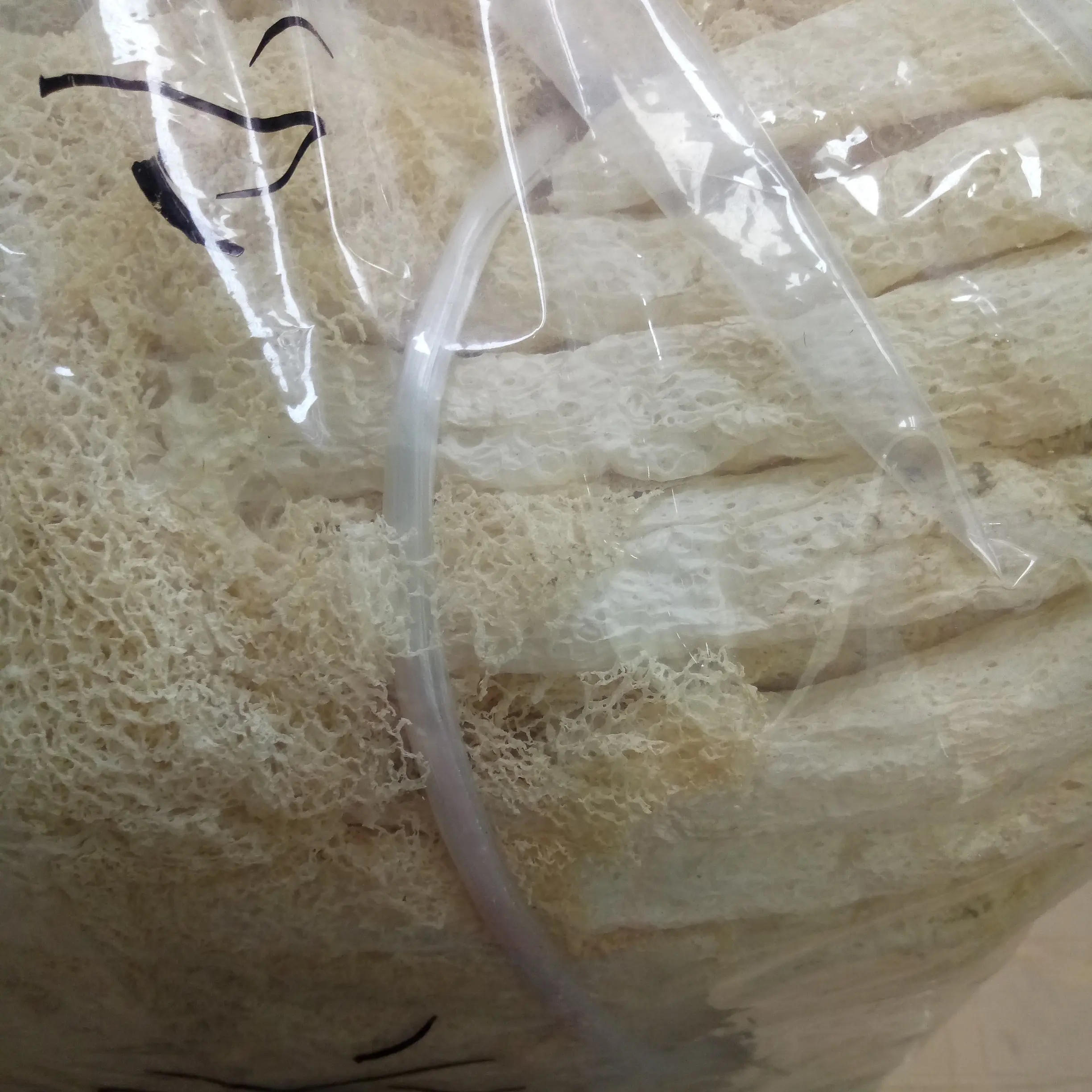 Wholesale raw dried Netted Stinkhorn from Dictyophora duplicate Bosc Fischer mushrooms for sale