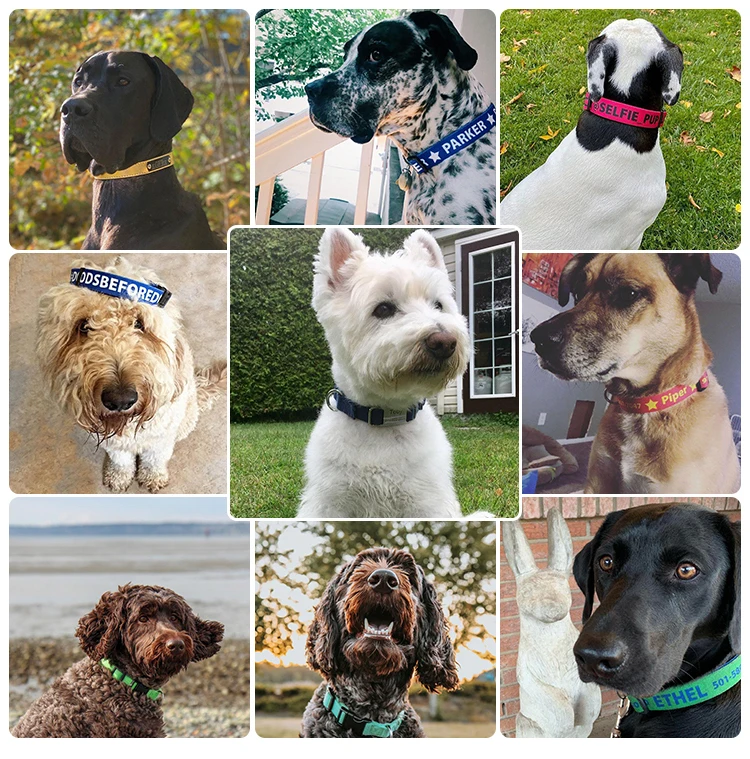 AI-MICH Personalized Custom Luxury Nylon Heat Transfer Dog Collar Leash